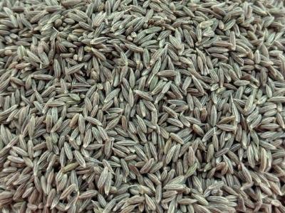 Cumin Seeds Manufacturers Suppliers Exporters Importers