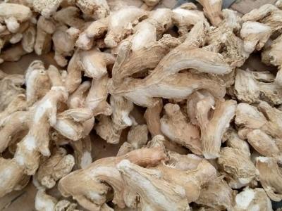 Dry Ginger Manufacturers Suppliers Exporters Importers