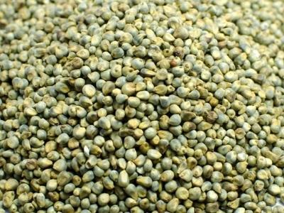 Green Millets Manufacturers Suppliers Exporters Importers