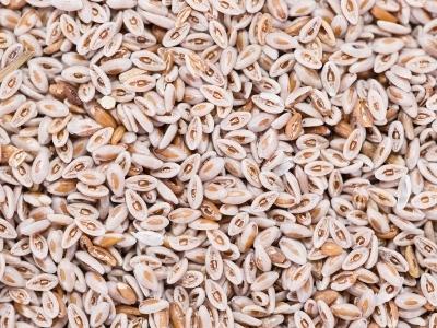 Psyllium Seeds Manufacturers Suppliers Exporters Importers