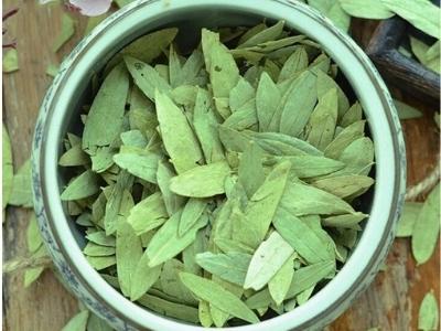 Senna Leaves Manufacturers Suppliers Exporters Importers 1
