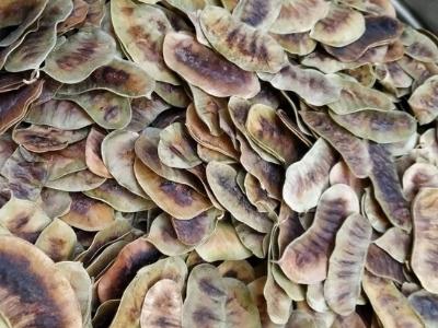 Senna Pods Manufacturers Suppliers Exporters Importers