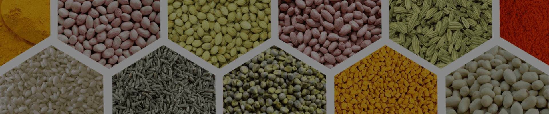 Oil Seeds - Indian Spices - Grains and Pulses - Dehydrated Products - Manufacturers - Suppliers - Exporters - Importers